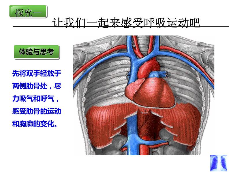 4.3.2发生在肺内的气体交换课件2023-2024学年人教版生物七年级下册第6页