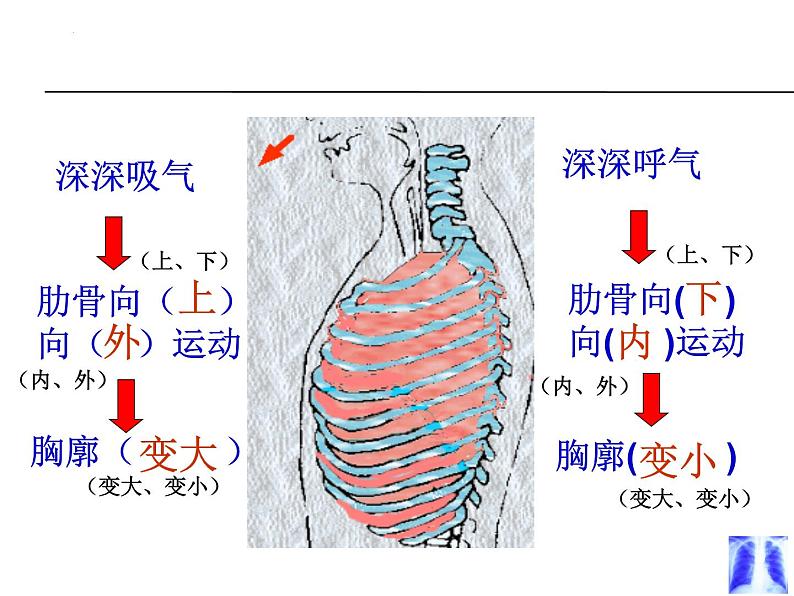 4.3.2发生在肺内的气体交换课件2023-2024学年人教版生物七年级下册第8页