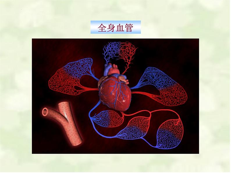 4.4.2血流的管道—血管课件2023-2024学年人教版生物七年级下册05