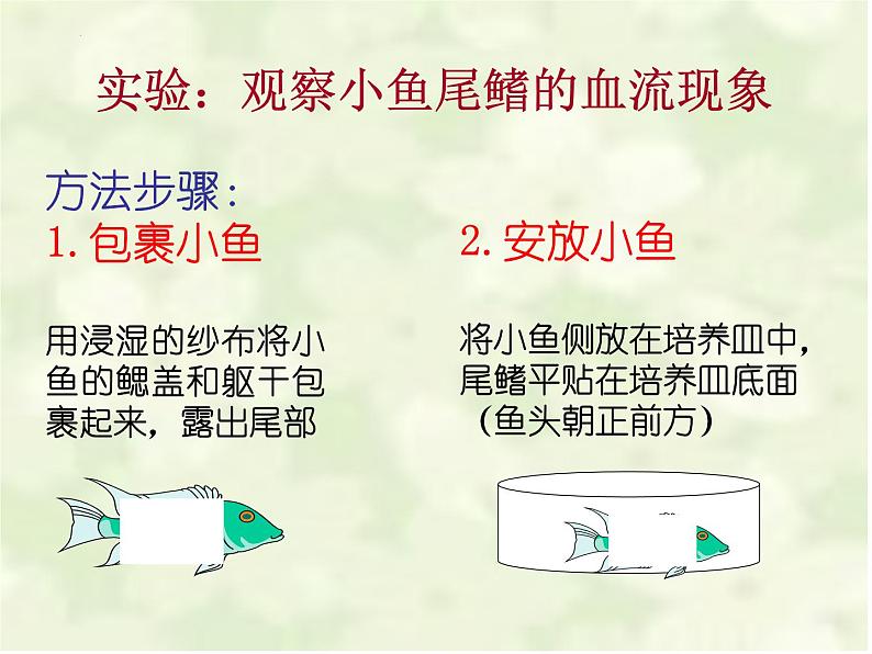 4.4.2血流的管道—血管课件2023-2024学年人教版生物七年级下册08