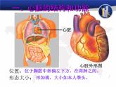 4.4.3输送血液的泵——心脏课件2023-2024学年人教版生物七年级下册