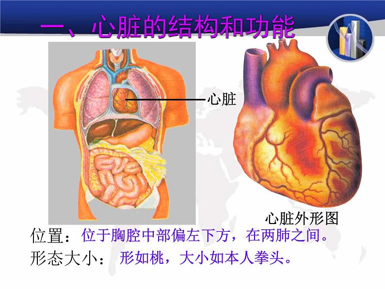 4.4.3输送血液的泵——心脏课件2023-2024学年人教版生物七年级下册第2页