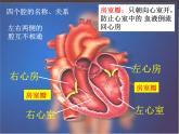 4.4.3输送血液的泵——心脏课件2023-2024学年人教版生物七年级下册