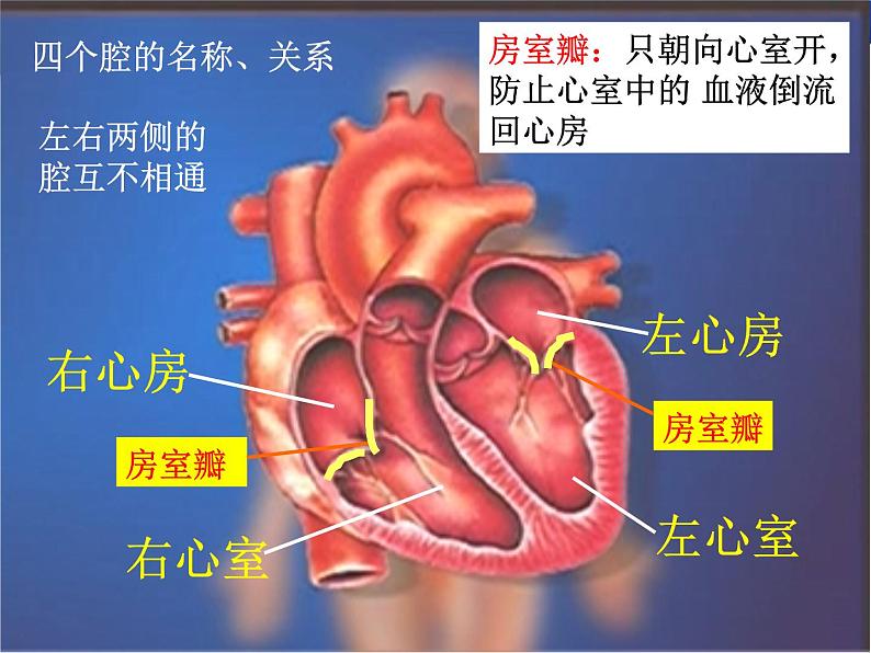 4.4.3输送血液的泵——心脏课件2023-2024学年人教版生物七年级下册第4页