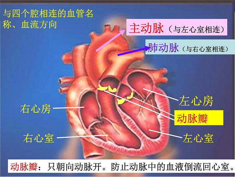 4.4.3输送血液的泵——心脏课件2023-2024学年人教版生物七年级下册第5页