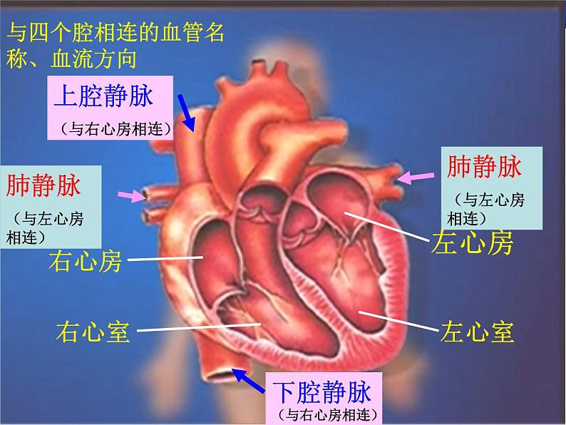 4.4.3输送血液的泵——心脏课件2023-2024学年人教版生物七年级下册第6页