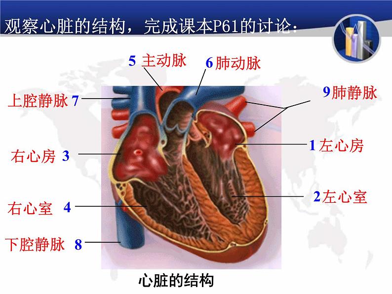 4.4.3输送血液的泵——心脏课件2023-2024学年人教版生物七年级下册第7页