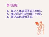 4.5人体内废物的排出课件2023-2024学年人教版生物七年级下册