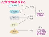 4.5人体内废物的排出课件2023-2024学年人教版生物七年级下册