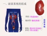 4.5人体内废物的排出课件2023-2024学年人教版生物七年级下册