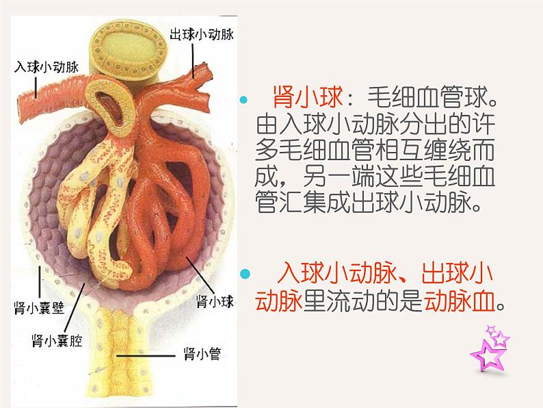 4.5人体内废物的排出课件2023-2024学年人教版生物七年级下册第8页