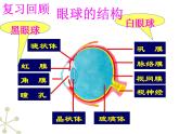 4.6.2神经系统的组成课件2023-2024学年人教版生物七年级下册