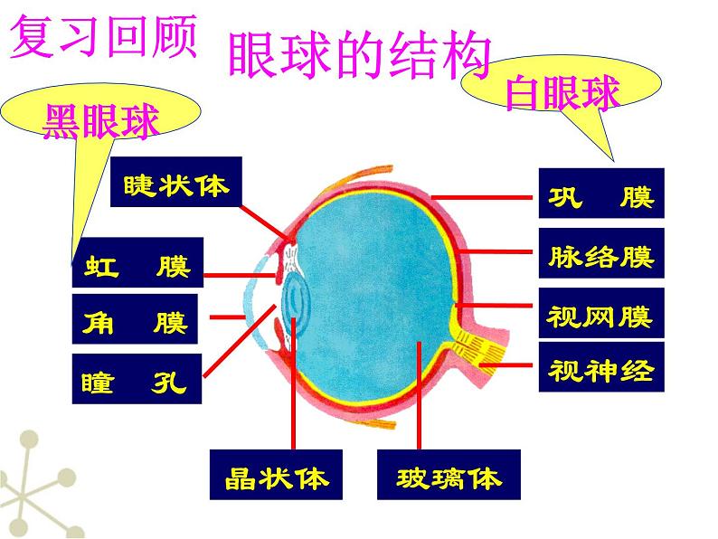 4.6.2神经系统的组成课件2023-2024学年人教版生物七年级下册第1页