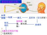 4.6.2神经系统的组成课件2023-2024学年人教版生物七年级下册