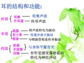 4.6.2神经系统的组成课件2023-2024学年人教版生物七年级下册