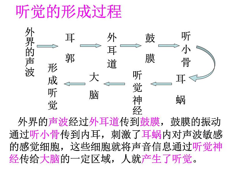 4.6.2神经系统的组成课件2023-2024学年人教版生物七年级下册第5页