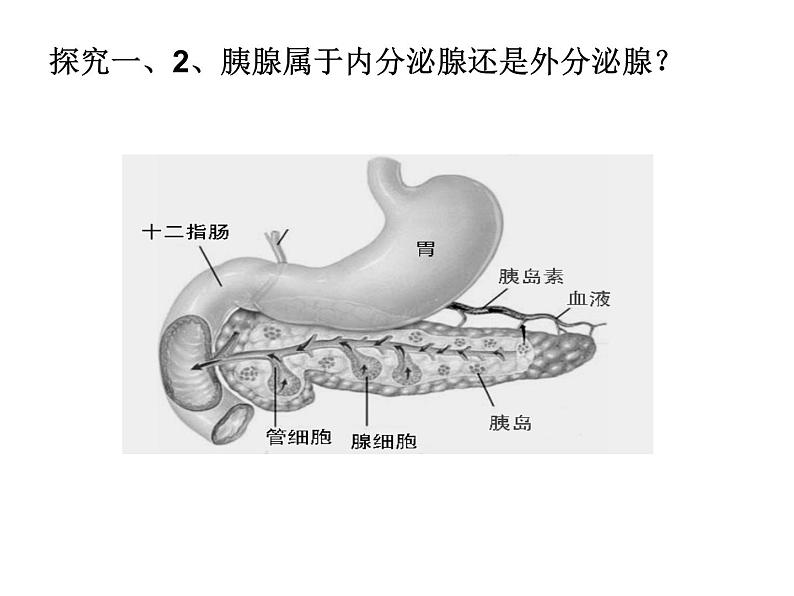 4.6.4激素调节课件2023-2024学年人教版生物七年级下册 (2)第7页