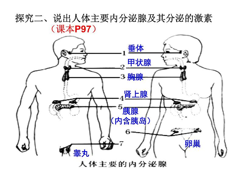 4.6.4激素调节课件2023-2024学年人教版生物七年级下册 (2)第8页