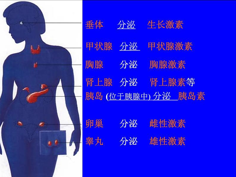 4.6.4激素调节课件2023-2024学年人教版生物七年级下册04