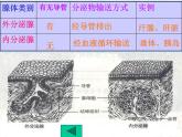 4.6.4激素调节课件2023-2024学年人教版生物七年级下册