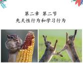 5.2.2先天性行为和学习行为课件2023-2024学年人教版生物八年级上册