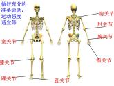 5.2.1动物的运动课件2023-2024学年人教版生物八年级上册