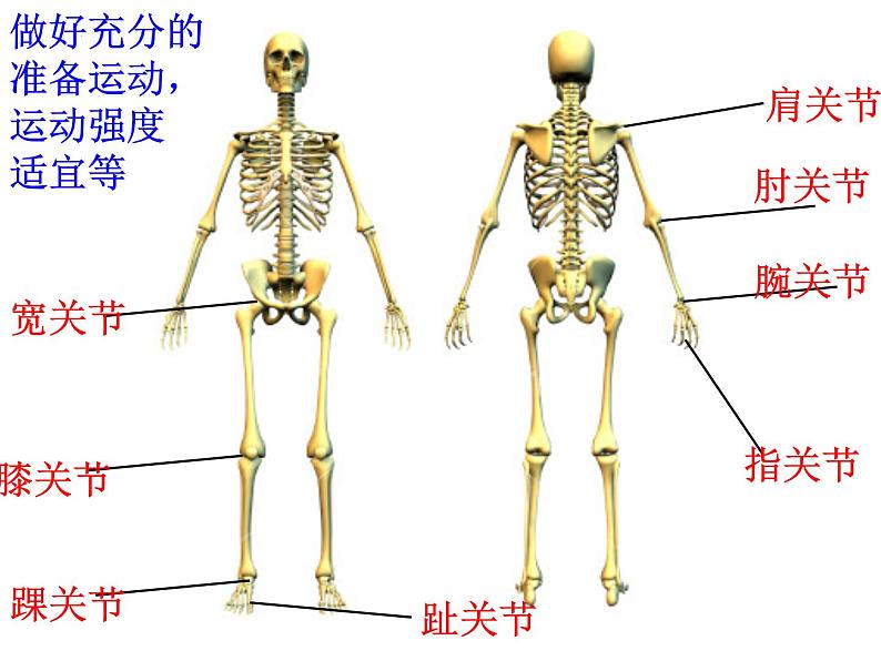 5.2.1动物的运动课件2023-2024学年人教版生物八年级上册第3页