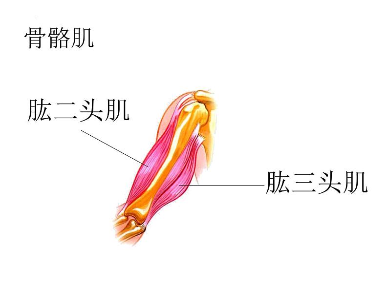 5.2.1动物的运动课件2023-2024学年人教版生物八年级上册第4页