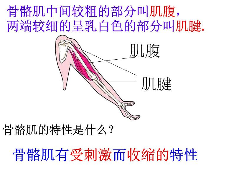 5.2.1动物的运动课件2023-2024学年人教版生物八年级上册第5页