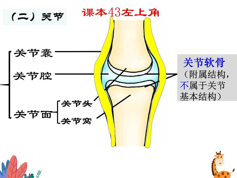 5.2.1动物的运动课件2023-2024学年人教版生物八年级上册第6页