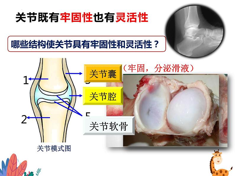 5.2.1动物的运动课件2023-2024学年人教版生物八年级上册第7页