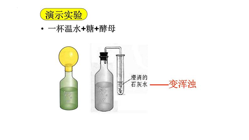 5.4.5人类对细菌和真菌的利用课件2023-2024学年人教版生物八年级上册第4页