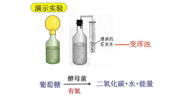 5.4.5人类对细菌和真菌的利用课件2023-2024学年人教版生物八年级上册第6页