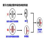 7.2.3+基因的显性和隐性课件2023--2024学年人教版生物八年级下册