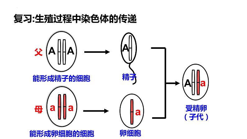 7.2.3+基因的显性和隐性课件2023--2024学年人教版生物八年级下册02