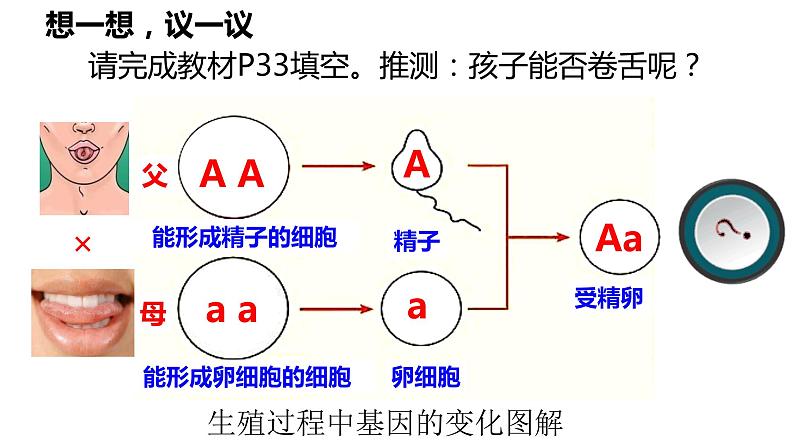 7.2.3+基因的显性和隐性课件2023--2024学年人教版生物八年级下册03