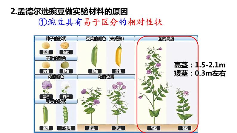 7.2.3+基因的显性和隐性课件2023--2024学年人教版生物八年级下册05