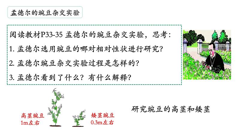 7.2.3+基因的显性和隐性课件2023--2024学年人教版生物八年级下册07