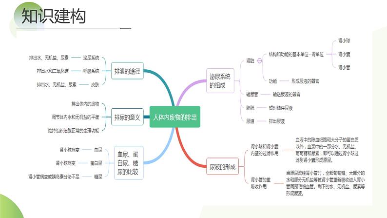 专题13 人体内废物的排出（课件）+-2024年中考生物一轮复习课件（全国通用）08