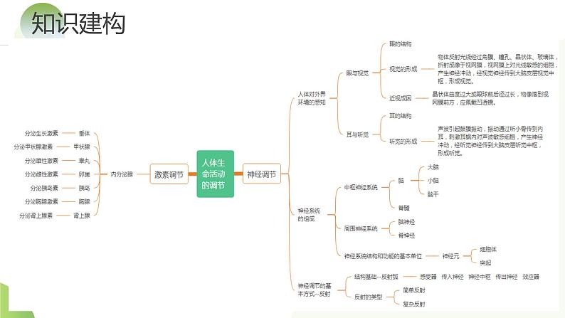 专题14 人体生命活动的调节（课件）+-2024年中考生物一轮复习课件（全国通用）第8页