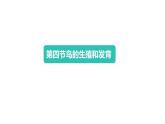 7.1.4++鸟的生殖和发育++课件-2023-2024学年人教版生物八年级下册