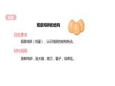 7.1.4++鸟的生殖和发育++课件-2023-2024学年人教版生物八年级下册