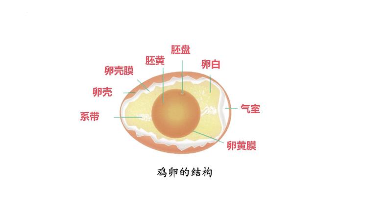 7.1.4++鸟的生殖和发育++课件-2023-2024学年人教版生物八年级下册第5页