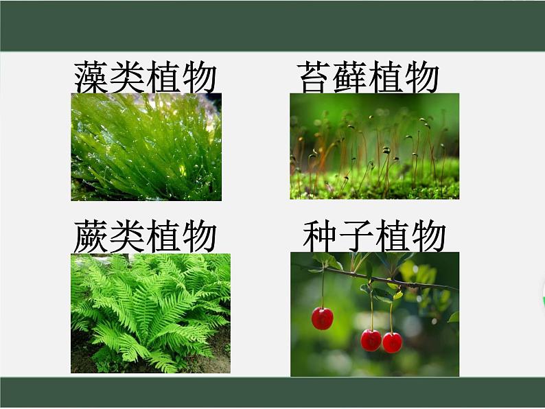 2.1.1++绿色植物的主要类群++课件-2023-2024学年济南版生物七年级上册第3页