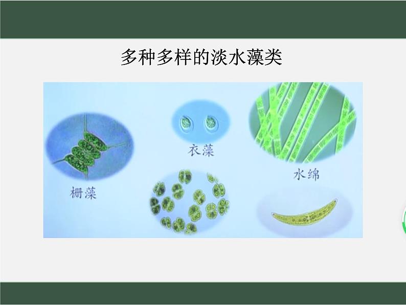 2.1.1++绿色植物的主要类群++课件-2023-2024学年济南版生物七年级上册第6页