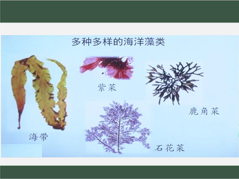 2.1.1++绿色植物的主要类群++课件-2023-2024学年济南版生物七年级上册第7页