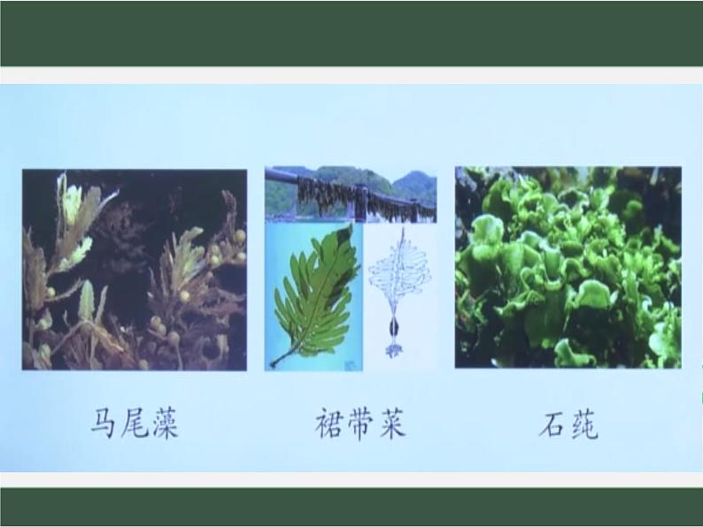 2.1.1++绿色植物的主要类群++课件-2023-2024学年济南版生物七年级上册第8页