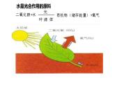 23.1生物的生存依赖一定的环境课件2023--2024学年北师大版生物八年级下册