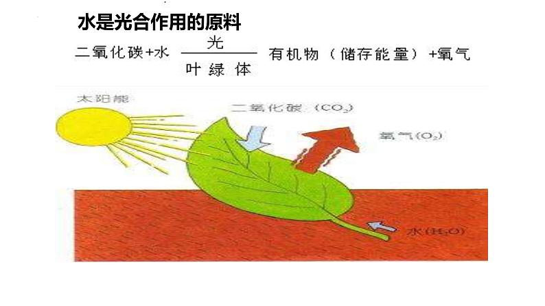 23.1生物的生存依赖一定的环境课件2023--2024学年北师大版生物八年级下册第5页