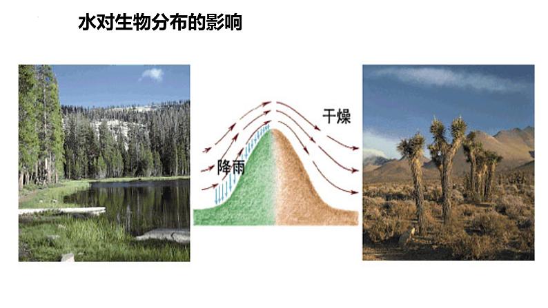 23.1生物的生存依赖一定的环境课件2023--2024学年北师大版生物八年级下册第6页